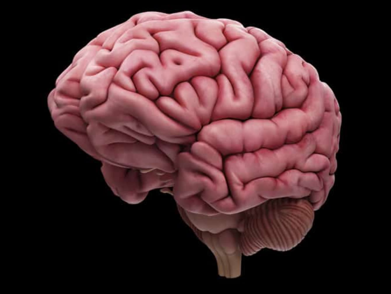 human brain folds